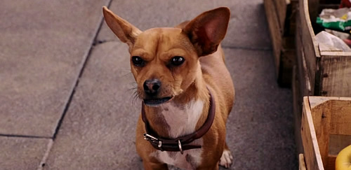 Carátula Un chihuahua en Beverly Hills Blu-ray